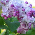 یاس خوشه ای